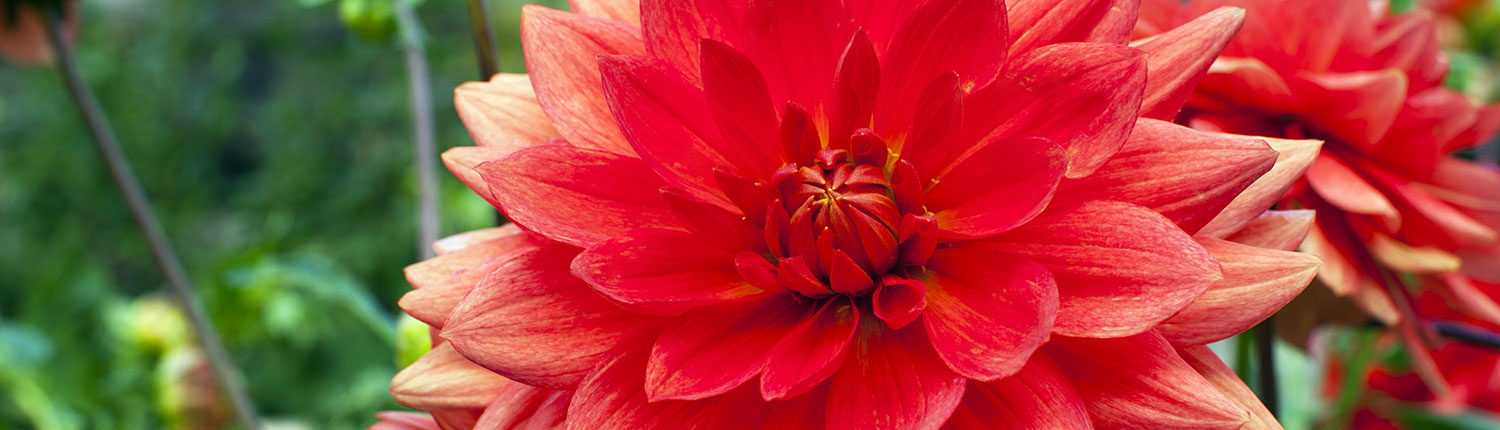 red flower closeup