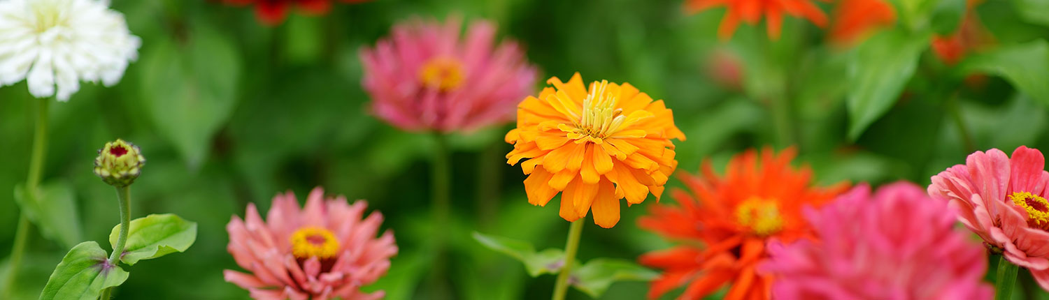 single orange flower