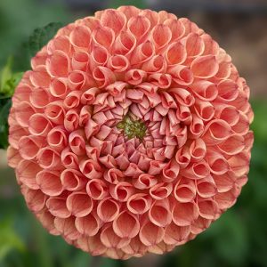 Dahlia Tubers
