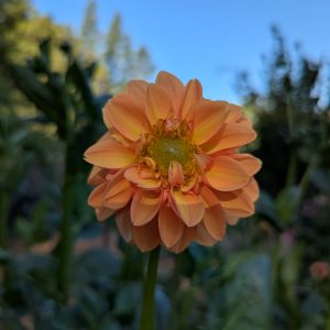 Cosytowns Lion's Mane