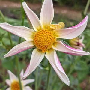 Rae Anne's Beta Ceti