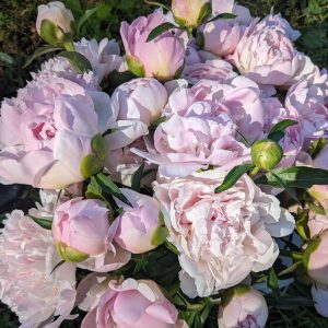 Peony Share